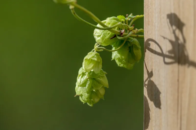 From Soil to Sip: A Region-by-Region Guide to America's Most Exciting Hop Varieties