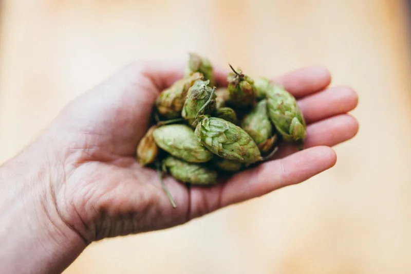 Rooted in Place: How Craft Breweries Are Brewing Their Backyard Into Every Pint